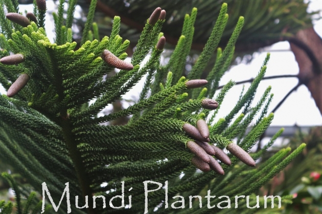Araucaria subulata Mundi Plantarum